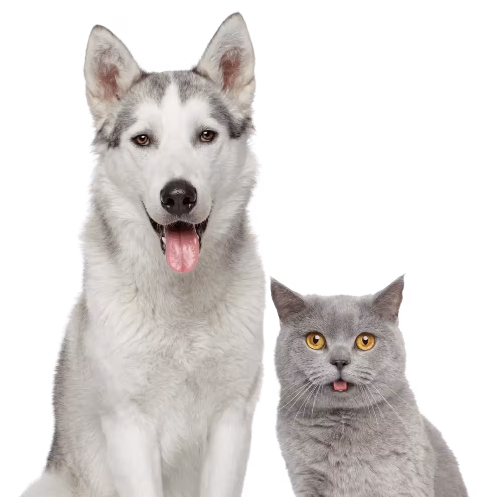 a dog and a cat