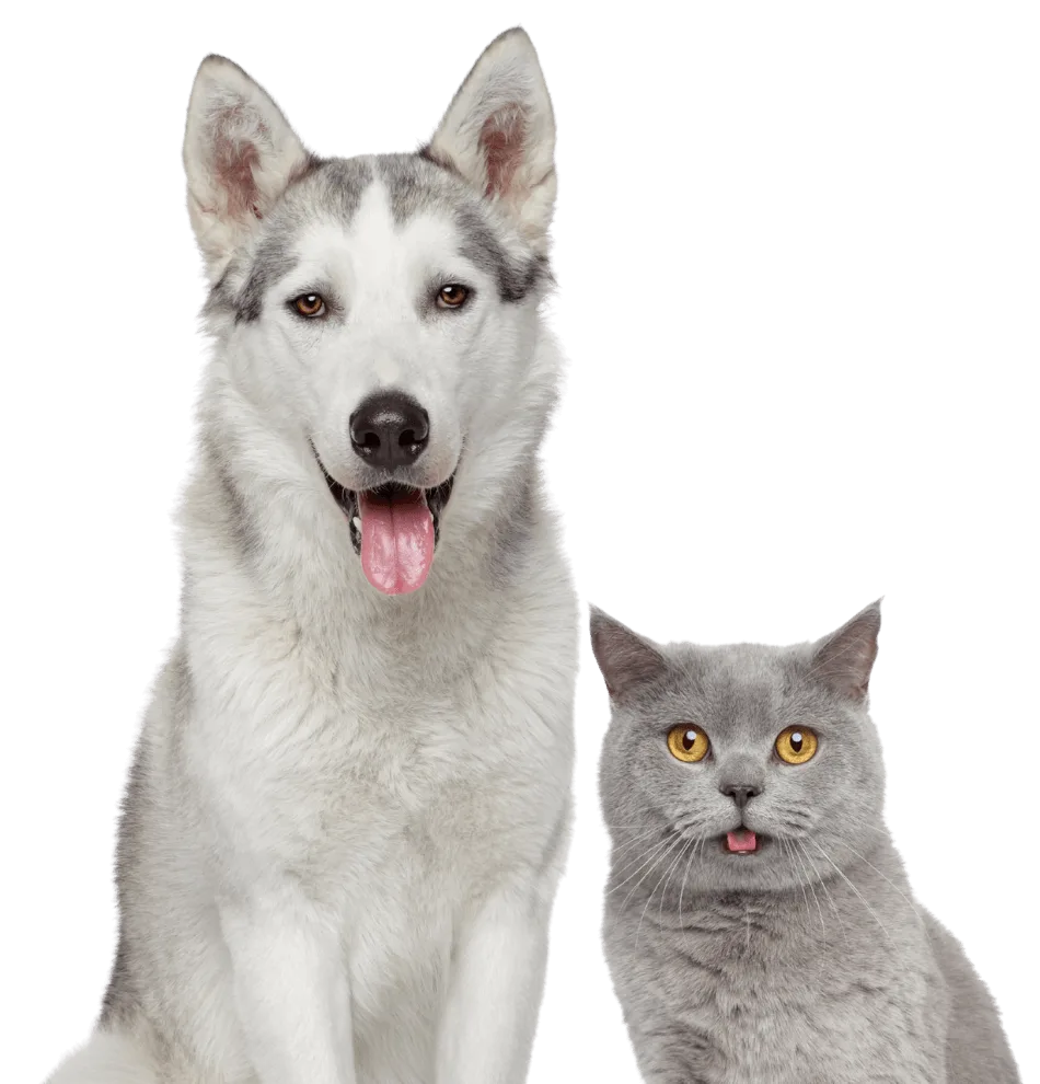 a dog and a cat